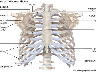 How many rib cage does the human body have?
