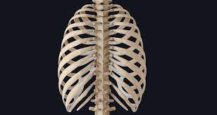 The Ribs anatomy of the bones